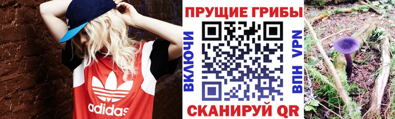 купить наркоту  Архангельск  Галлюциногенные грибы Cubensis 